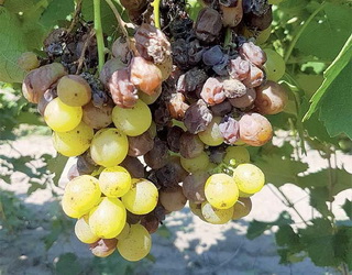 Менш уразливі до сірої гнилі сорти винограду, що формують нещільні грона
